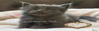 LaGattiDolci Bella