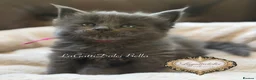 Maine Coon cats for sale: 🏆⭐️XXL Blue Maine Coons - Champion Lines⭐️🏆 - Advert 5
