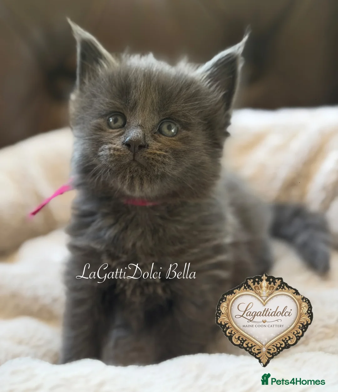 Maine Coon cats for sale: 🏆⭐️XXL Blue Maine Coons - Champion Lines⭐️🏆 - Advert 18