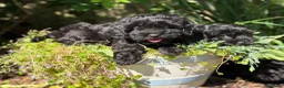 Mixed Breed dogs for sale: Gorgeous zuchon x toy poodle ready now - Advert 5