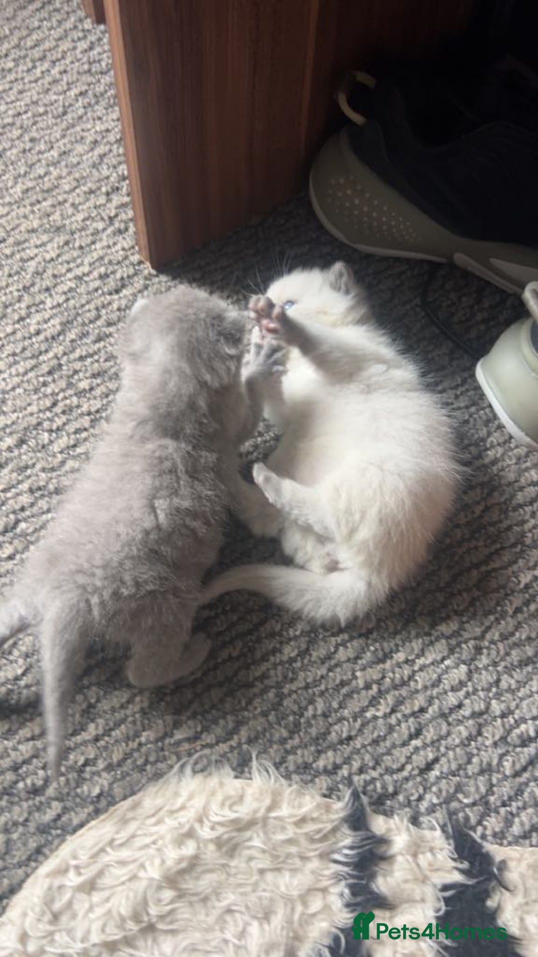 British Shorthair cats for sale: British short haired kittens  - Image 10