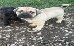 Cane Corso dogs for sale: Cane corso pups - Image 9