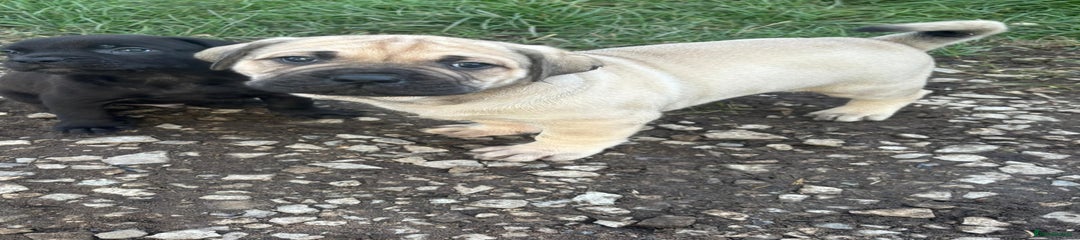 Cane Corso Puppy 3