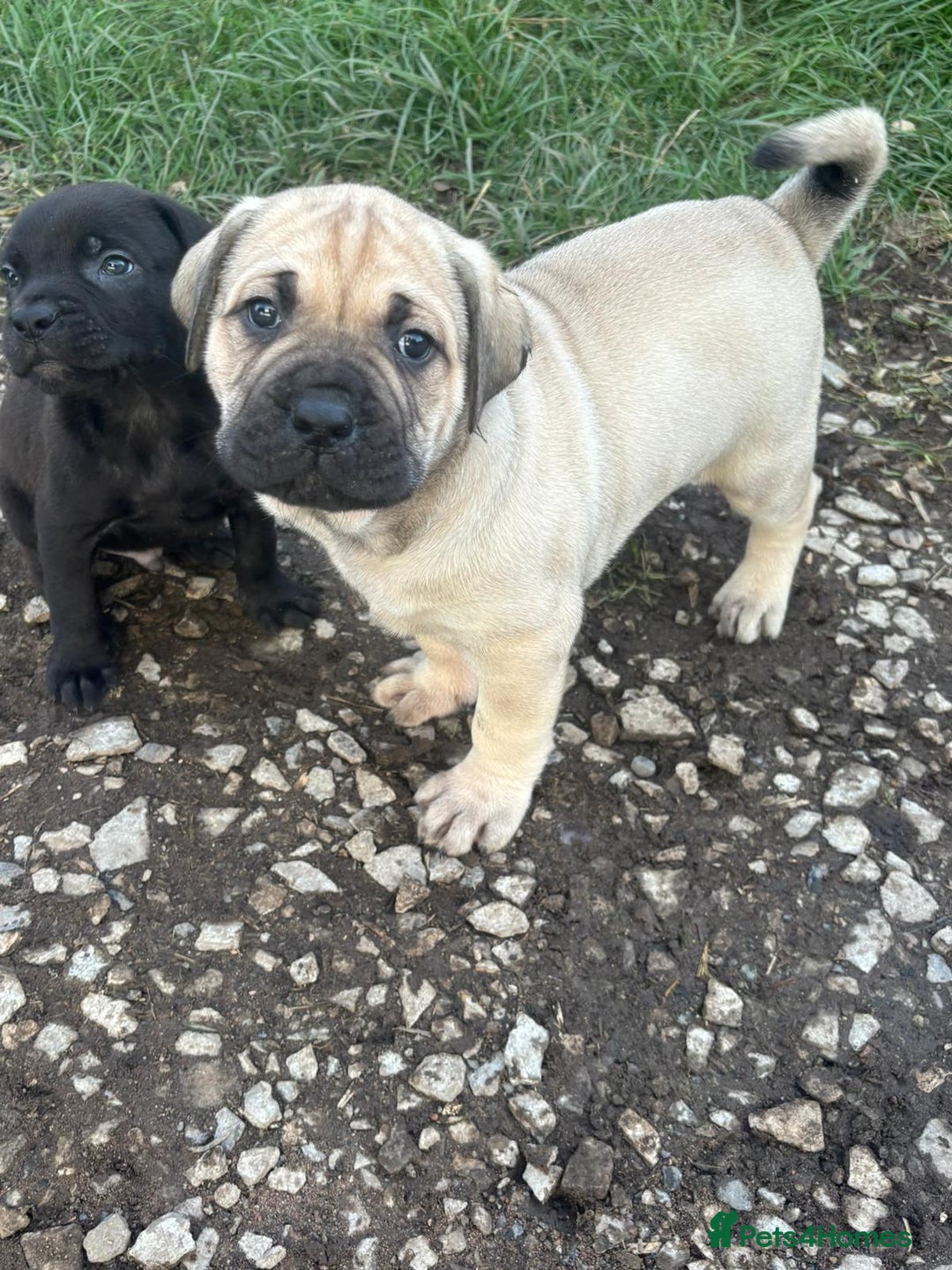 Cane Corso dogs for sale: Cane corso pups - Image 9