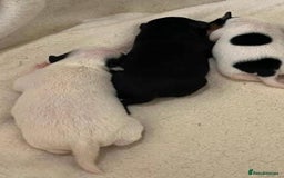 Jack Russell dogs for sale: Jack Russell Puppies - Image 8