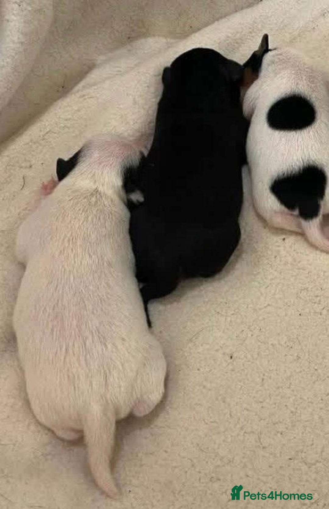 Jack Russell dogs for sale: Jack Russell Puppies - Image 8