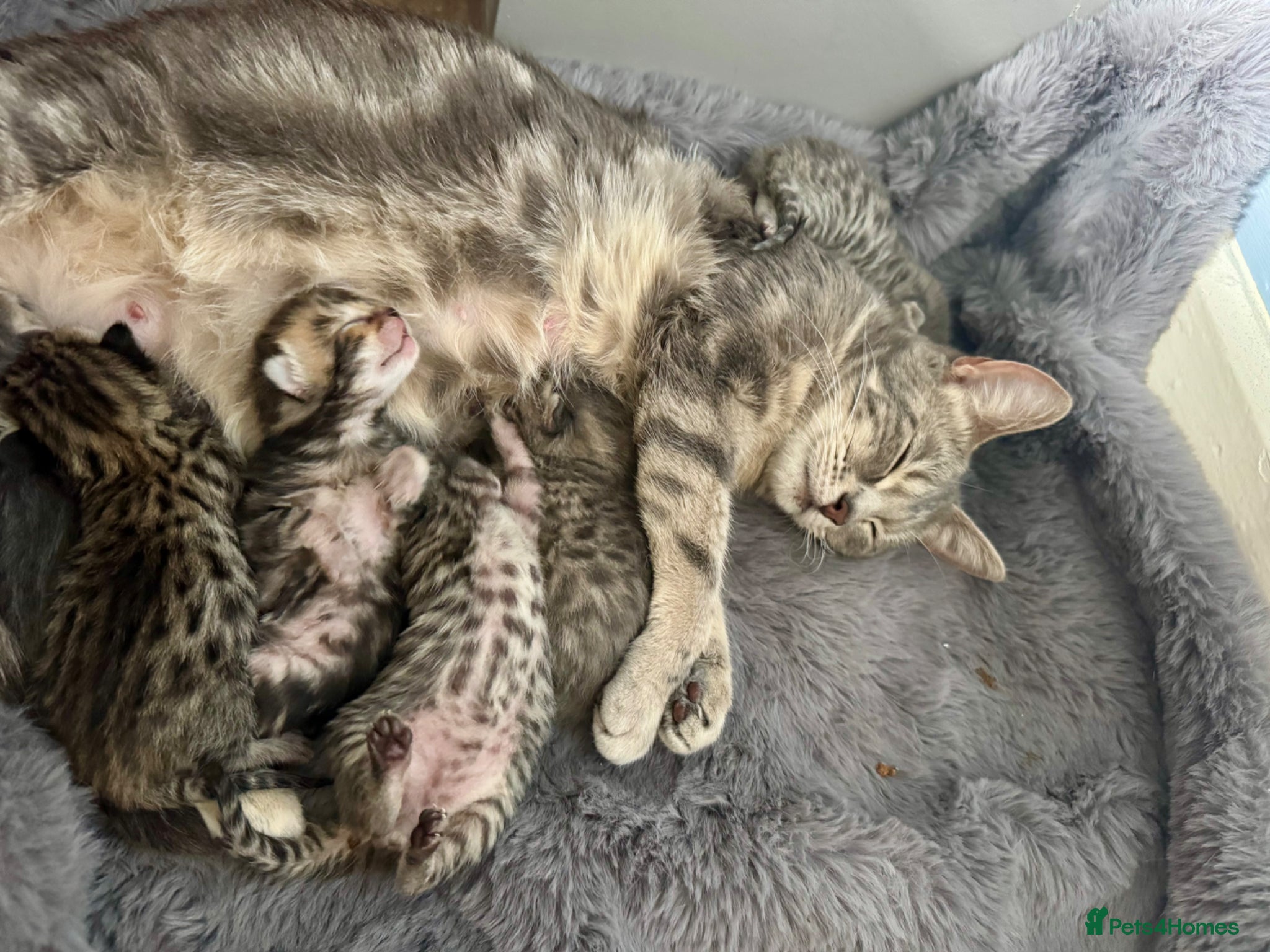 Bengal cats 3/4 bengal kitens - Advert 1