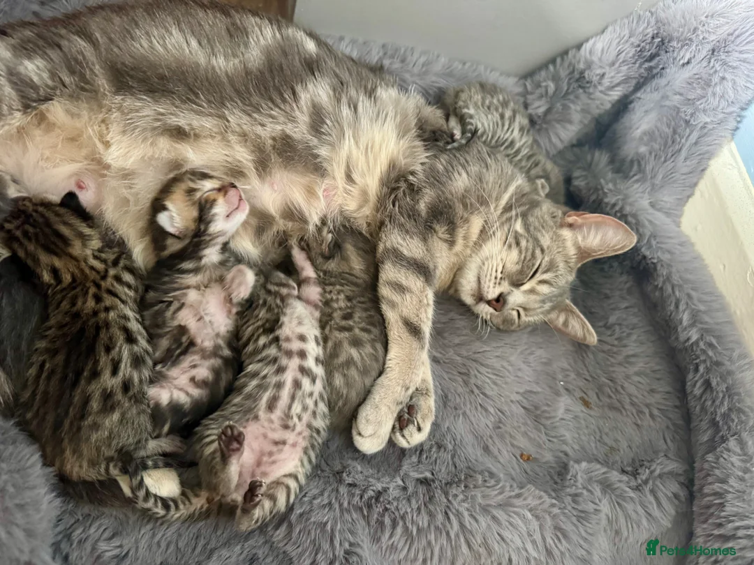 Bengal cats for sale: 3/4 blue bengal kitens - Advert 2