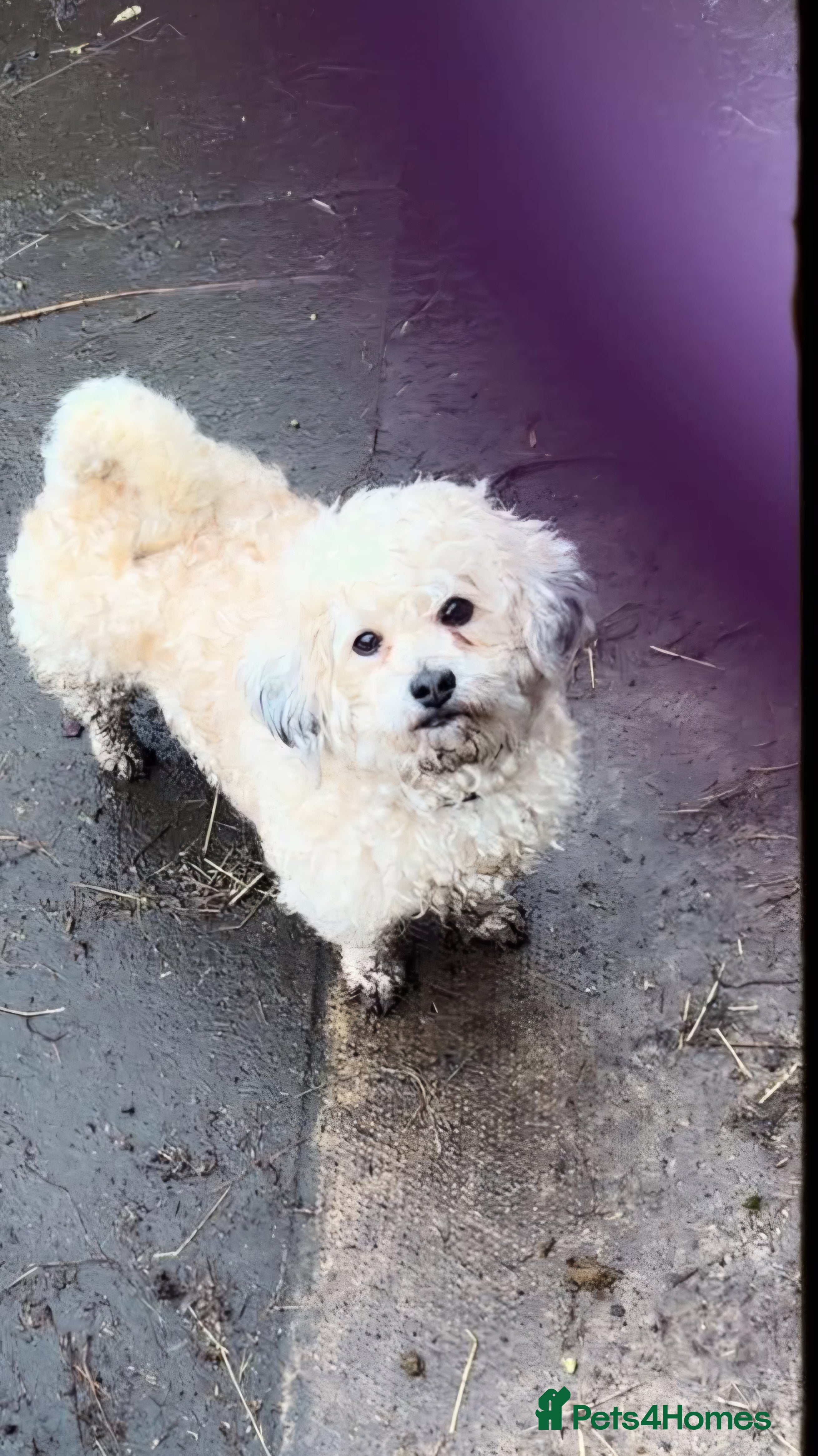 Lhasapoo dogs for sale: 5 gorgous lhasapoos in Bacup - Advert 3