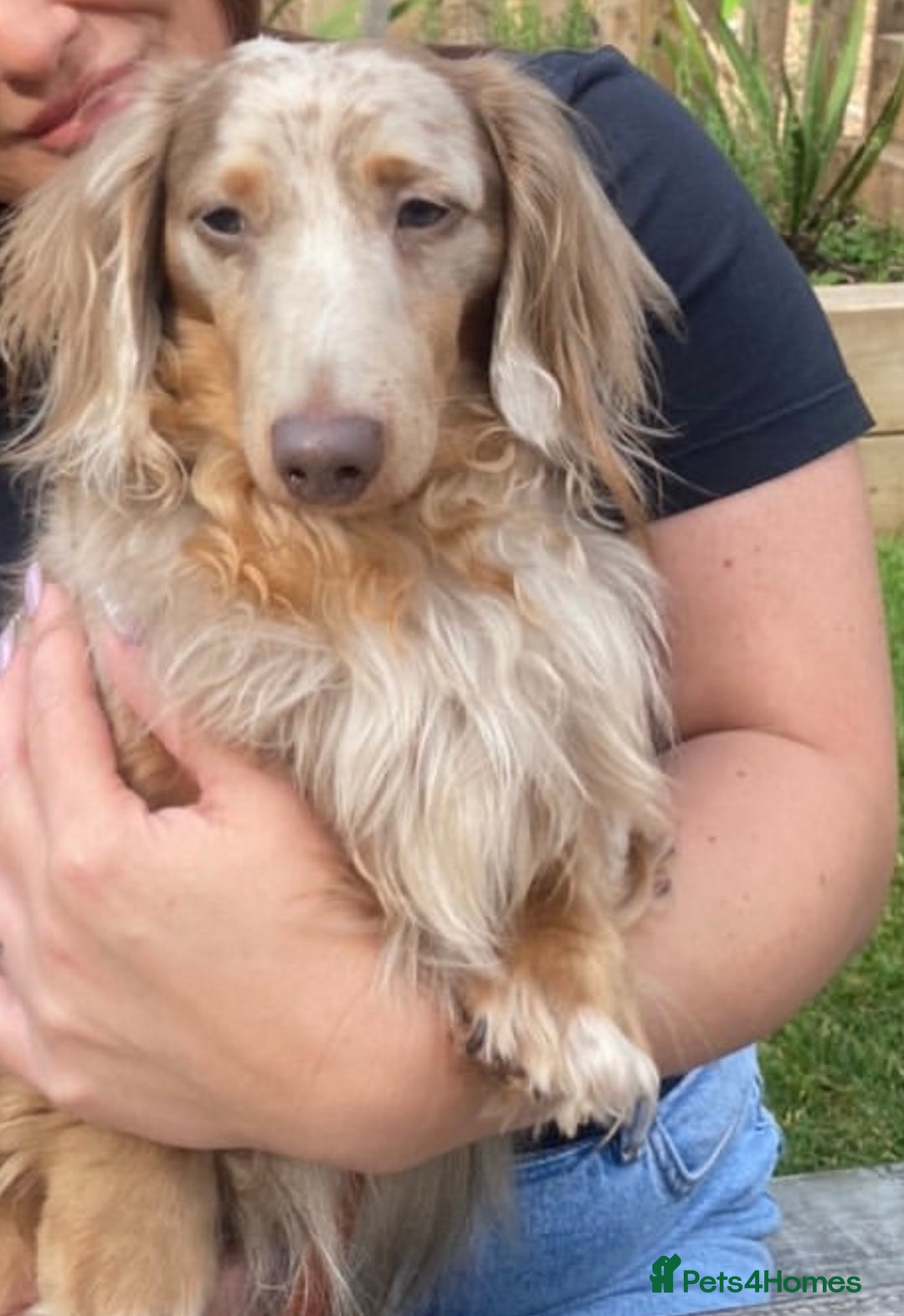 Miniature Dachshund dogs for sale: Stunning miniature long haired Dachshund’s  - Image 6