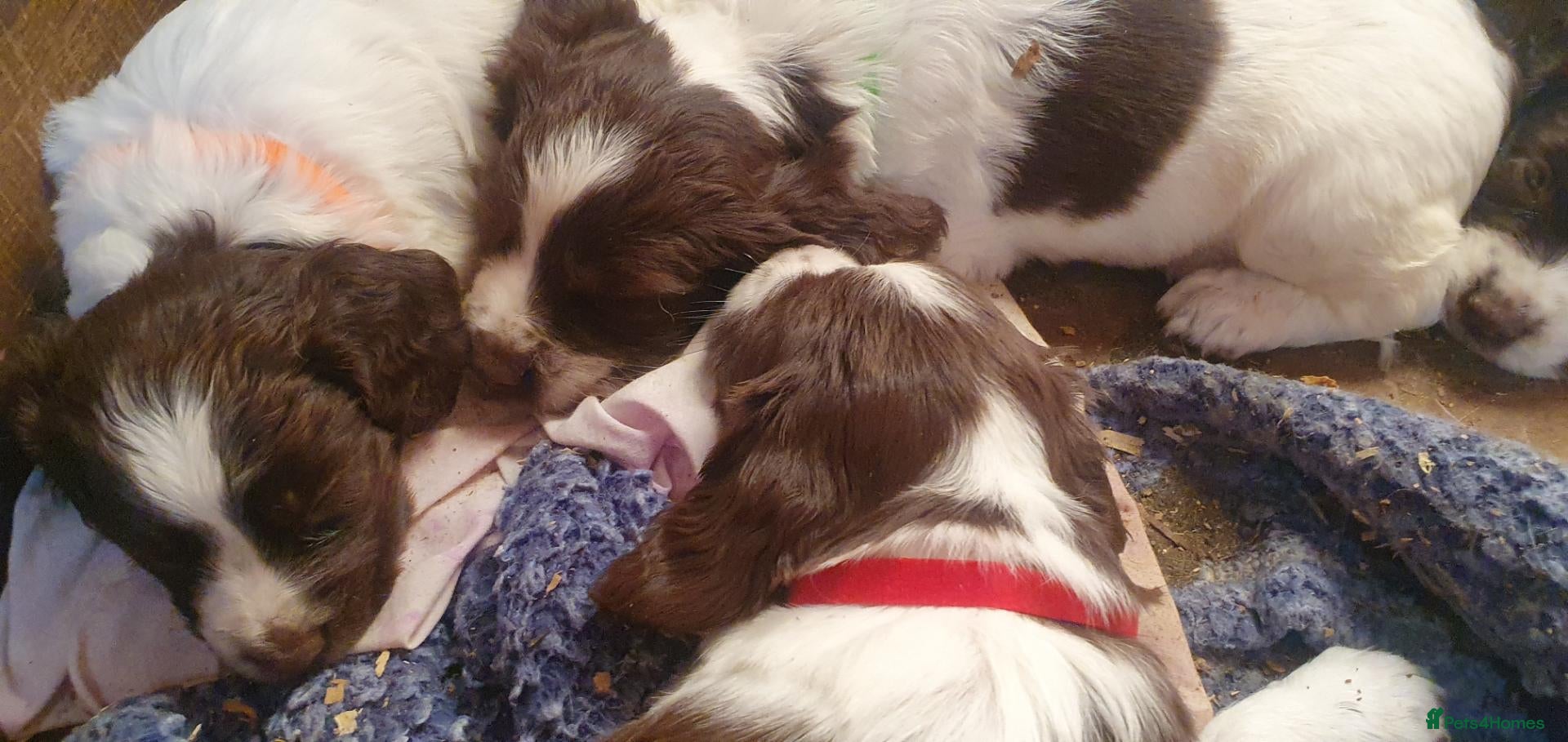 English Springer Spaniel dogs for sale: Beautiful springer spaniel puppies - Advert 2