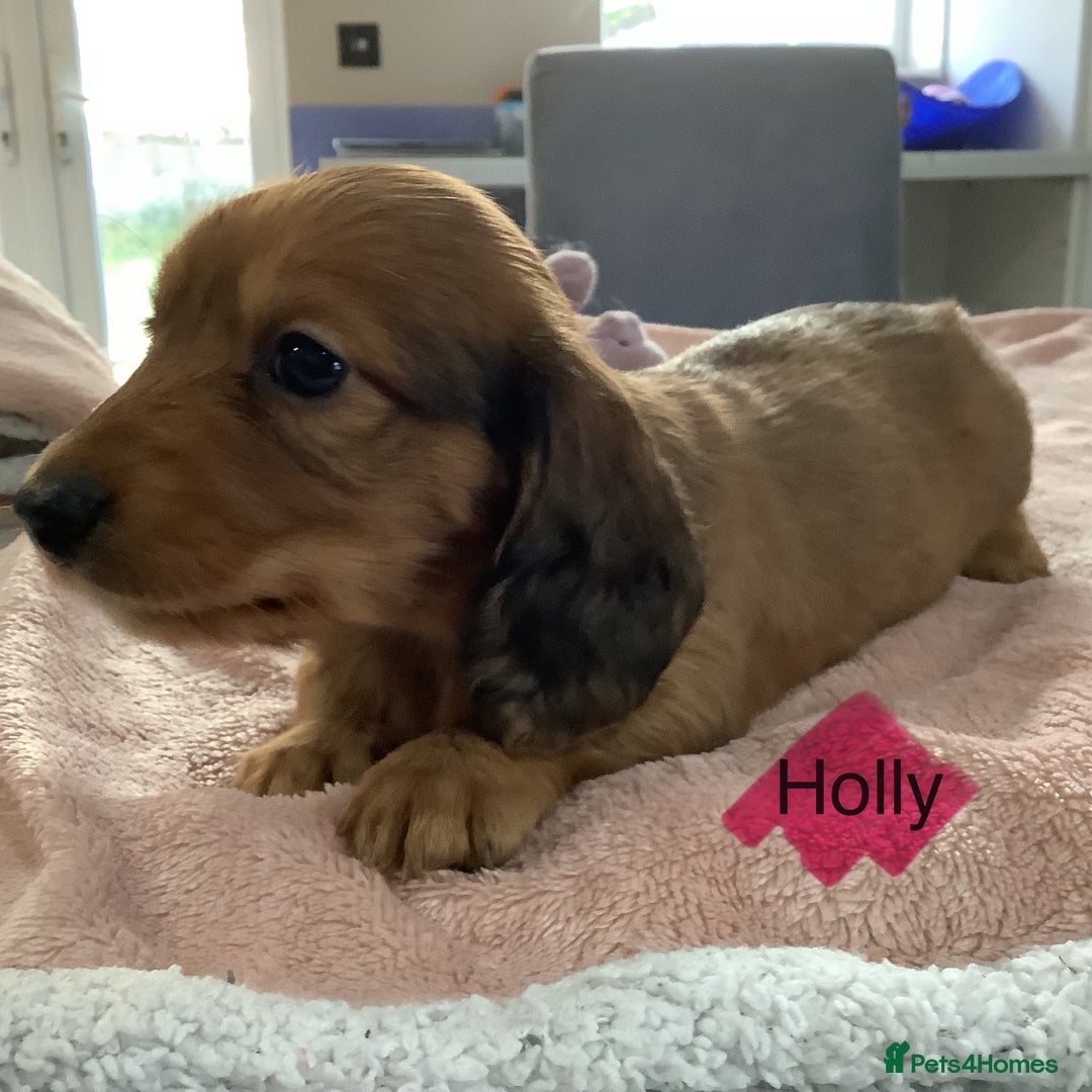 Miniature Dachshund dogs for sale: PRA Clear Mini Longhair Dachshund Pups Cream Red.. - Advert 28