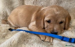 Cockerdor dogs for sale: Adorable f1 cockerdor puppies - Image 30