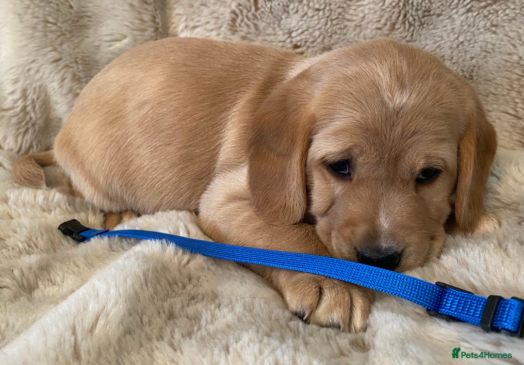 Cockerdor dogs for sale: Adorable f1 cockerdor puppies - Image 30