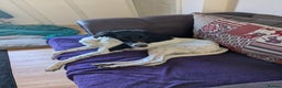Mixed Breed dogs for sale: Saluki collie female  - Advert 3