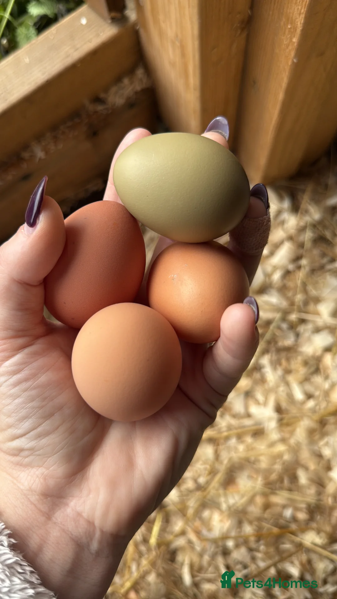 Chickens poultry for sale: Fertile hatching eggs x6 with free postage  in Saint Austell - Advert 1