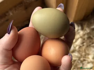 Chickens poultry Fertile hatching eggs x6 with free postage - Advert 1