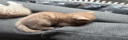 British Shorthair cats for sale: Cinnamon girl  - Advert 4