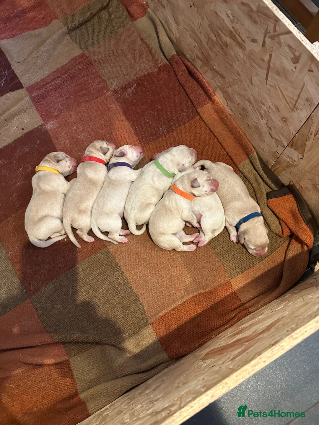 Labrador Retriever dogs for sale: Labrador retriever puppies.  - Advert 2