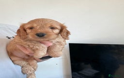 Cockapoo dogs for sale: Cockapoo show type F1 (toy) - Image 6