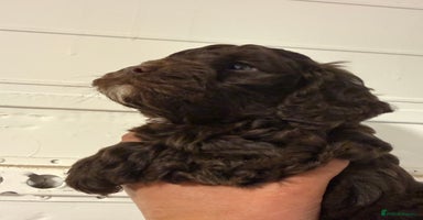 Cockapoo dogs Merle & Chocolate Cockapoo puppies - Advert 4