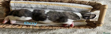 Whippet 5