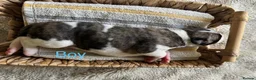 Whippet dogs for sale: 🐾 Beautiful KC Registered Whippet Puppies 🐾 in Aberdare - Advert 9
