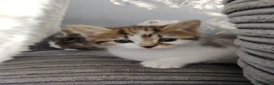 Bengal 1