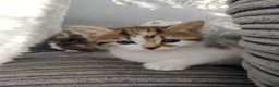 Bengal cats for sale: Bengel mix - Advert 3