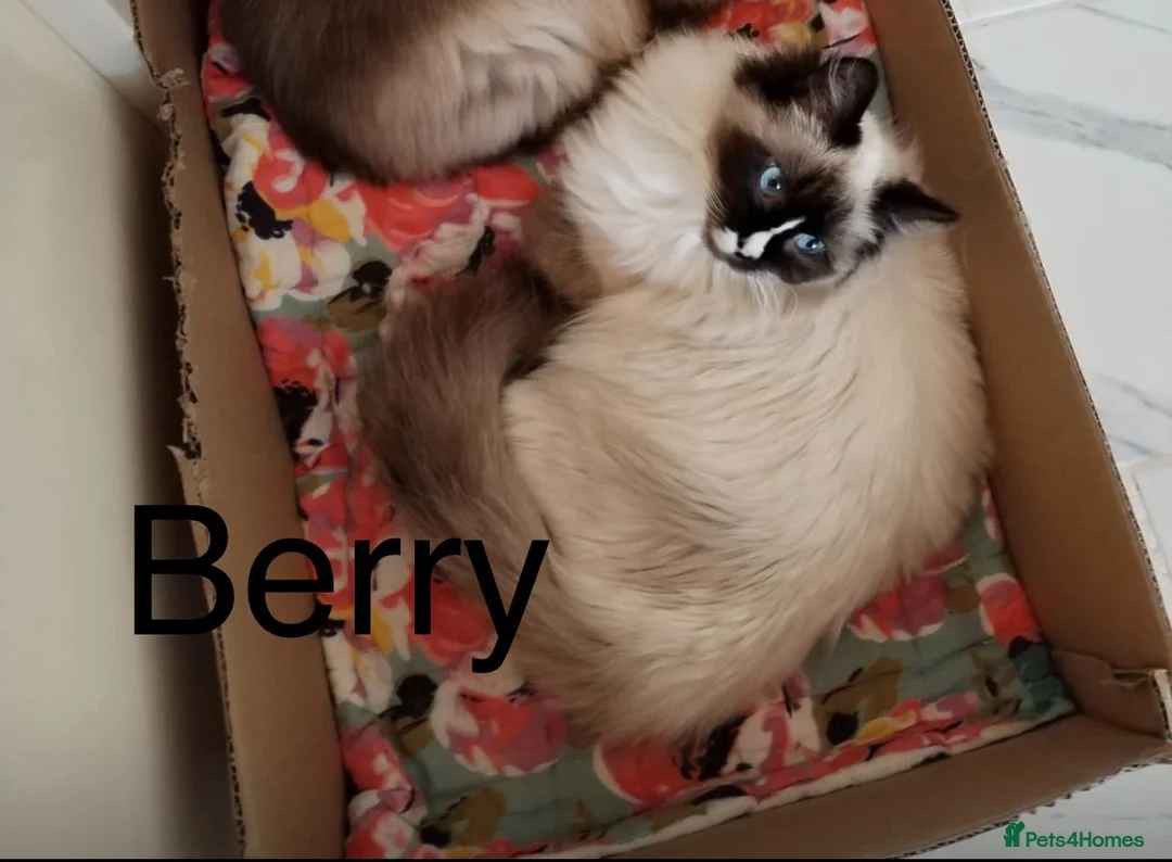 Ragdoll cats for sale: Beautiful Ragdoll Cats Looking for Loving Homes 🐾 - Advert 1