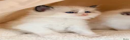 Ragdoll cats for sale: Champion pedigree Chucky Ragdoll babies  - Advert 13