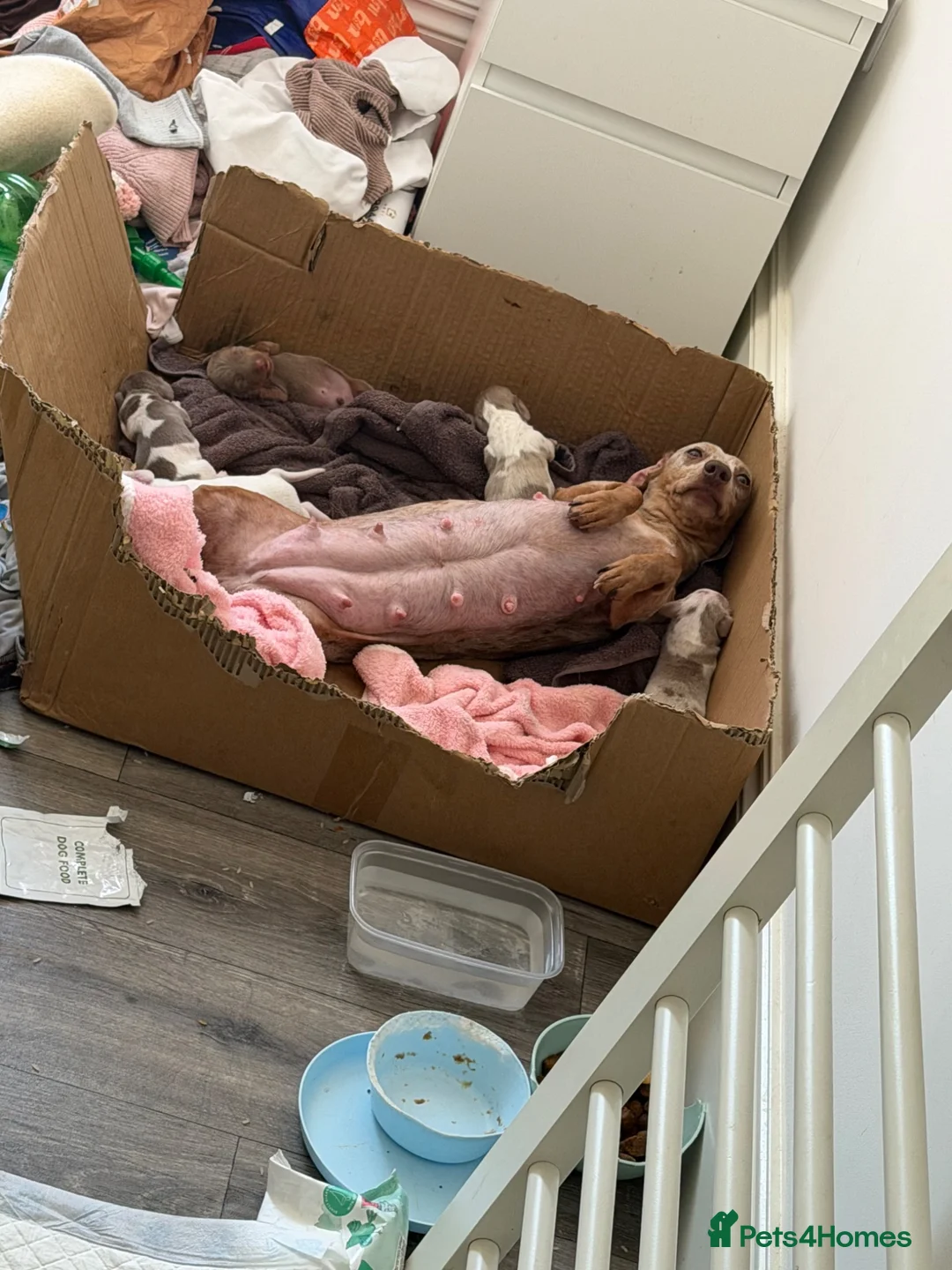 Dachshund dogs for sale: Darla and her babies  in Newport - Advert 2