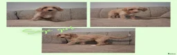 Australian Labradoodle dogs for sale: Ready to leave - Advert 3