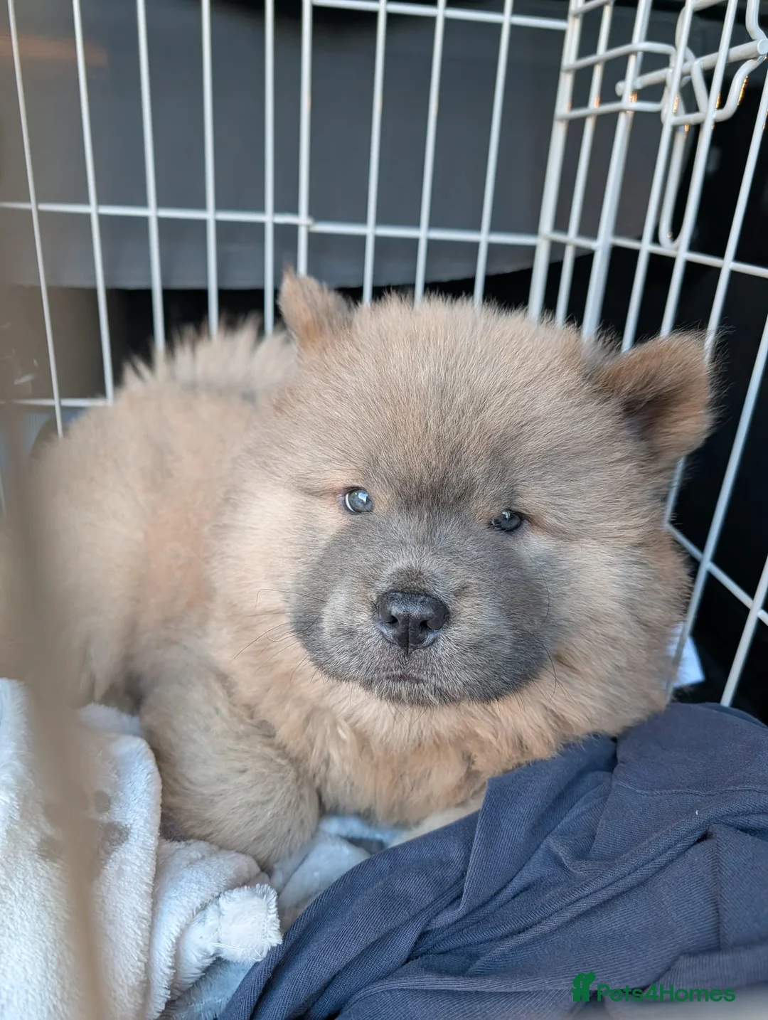 Chow Chow dogs for sale: 9 week male Chow Chow KC registered in Portsmouth - Advert 1