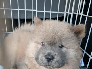 Chow Chow dogs 9 week male Chow Chow KC registered - Advert 5