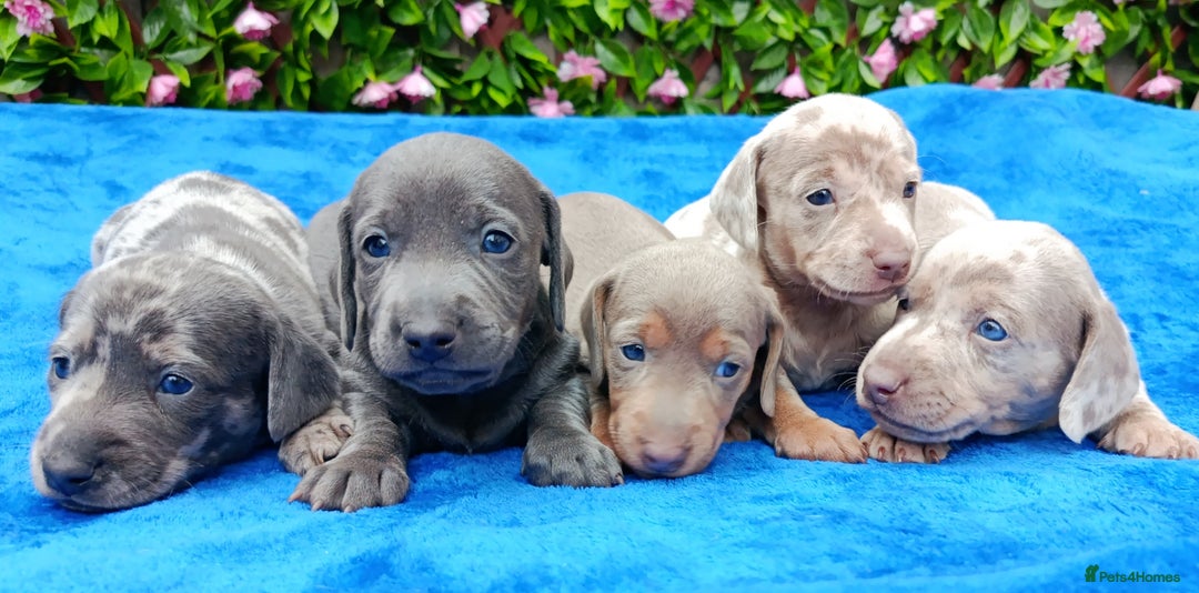 Dachshund dogs for sale: BLUE/ISABELLA DAPPLE MINI DAXI KC REG PRA CLR - Advert 5