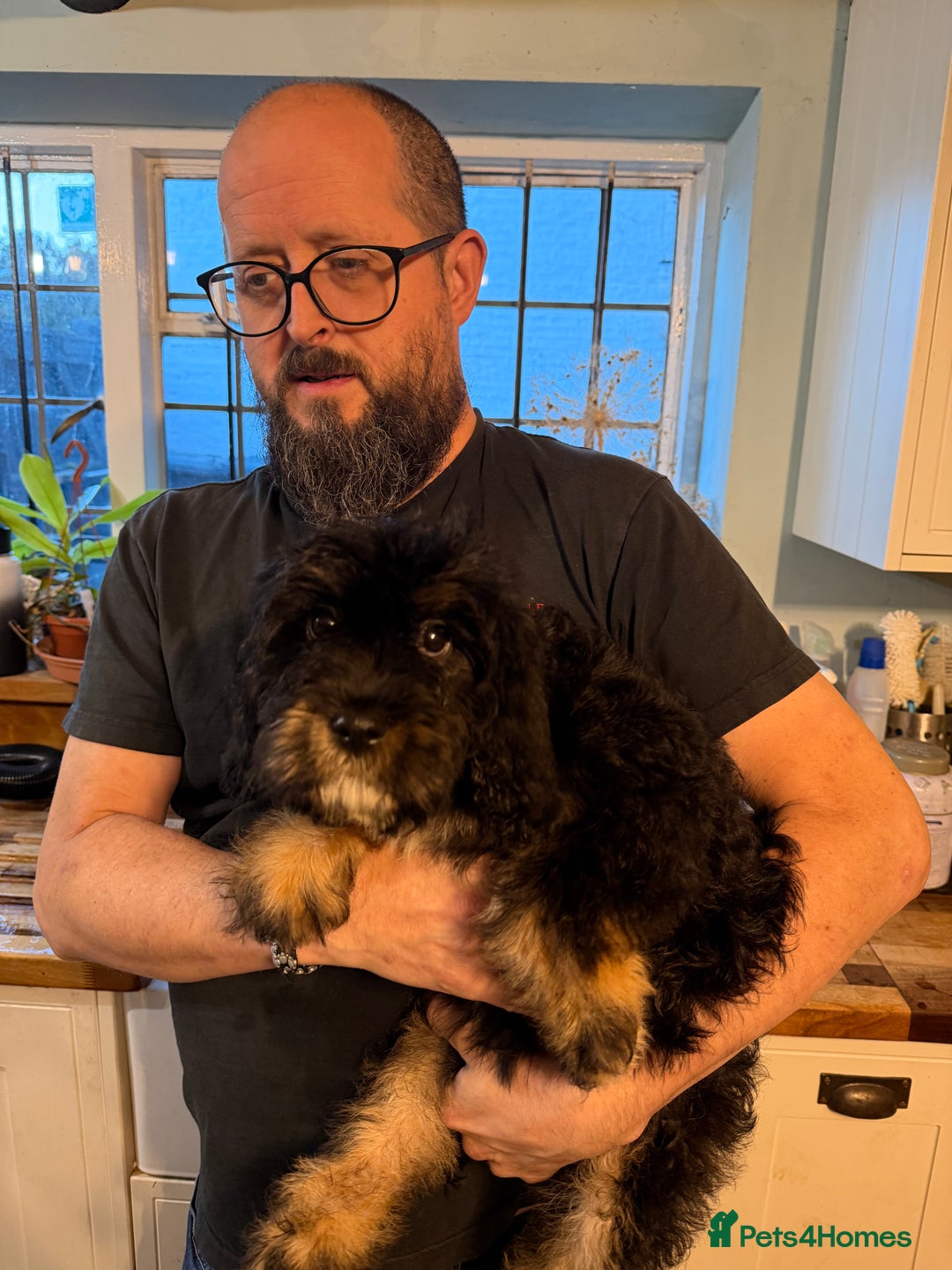 Cavapoo dogs for sale: Gorgeous Black and Tan F1B Cavapoos - Image 3