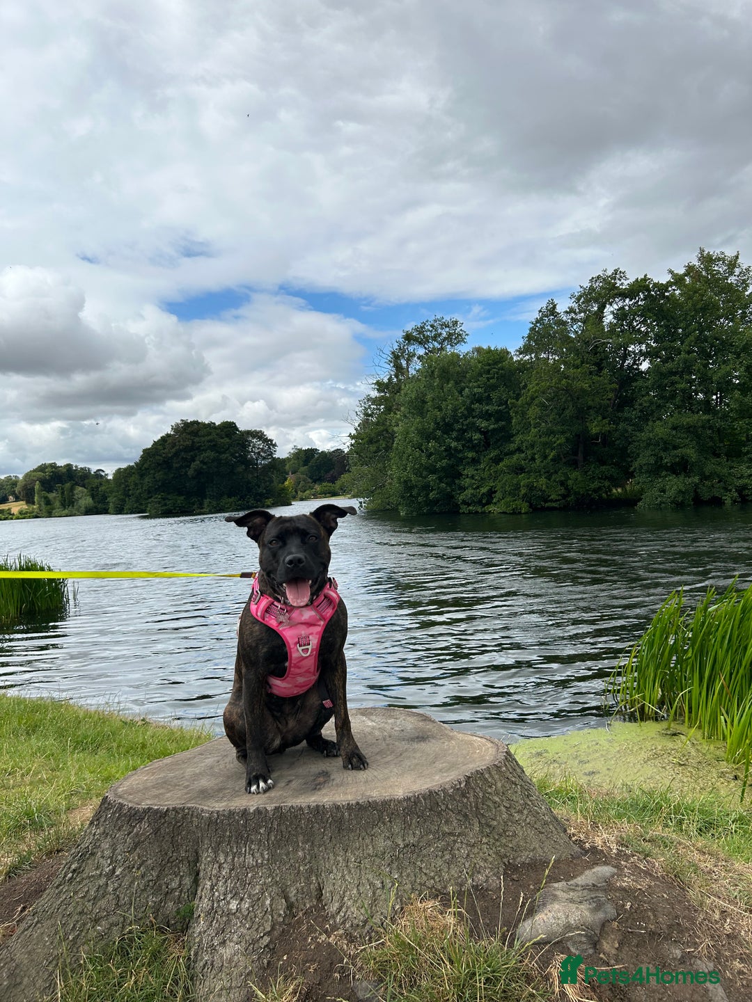 Mixed Breed dogs for sale: Dog to rehome  - Image 2
