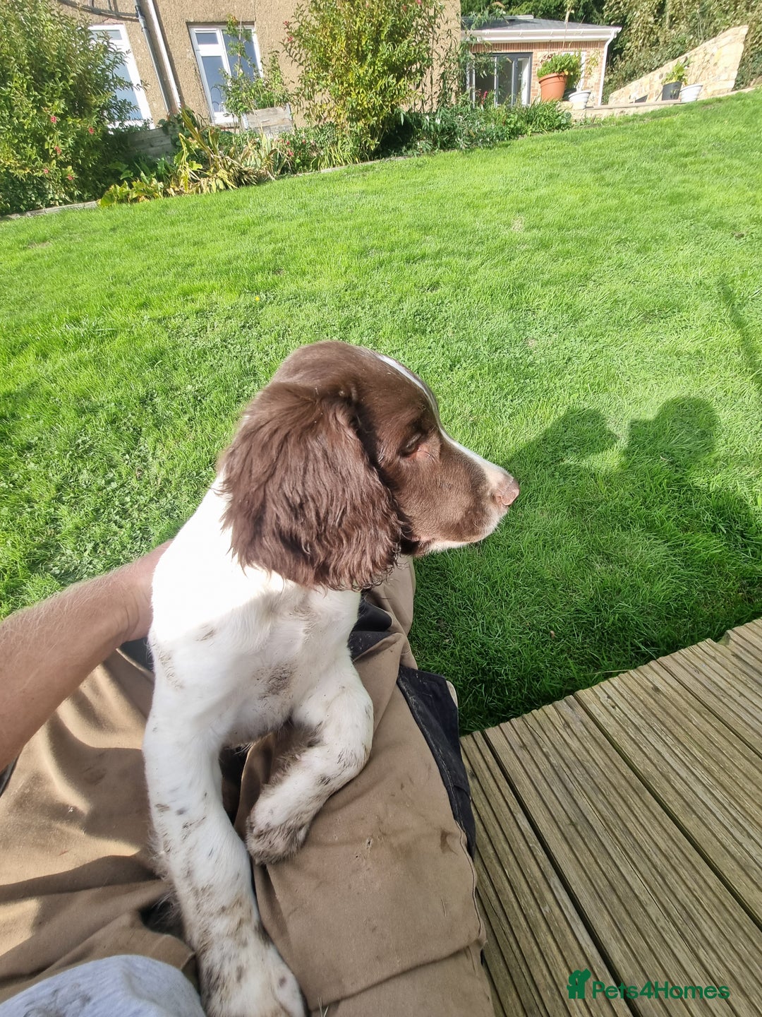 English Springer Spaniel dogs for sale: English springer spaniels  - Image 9