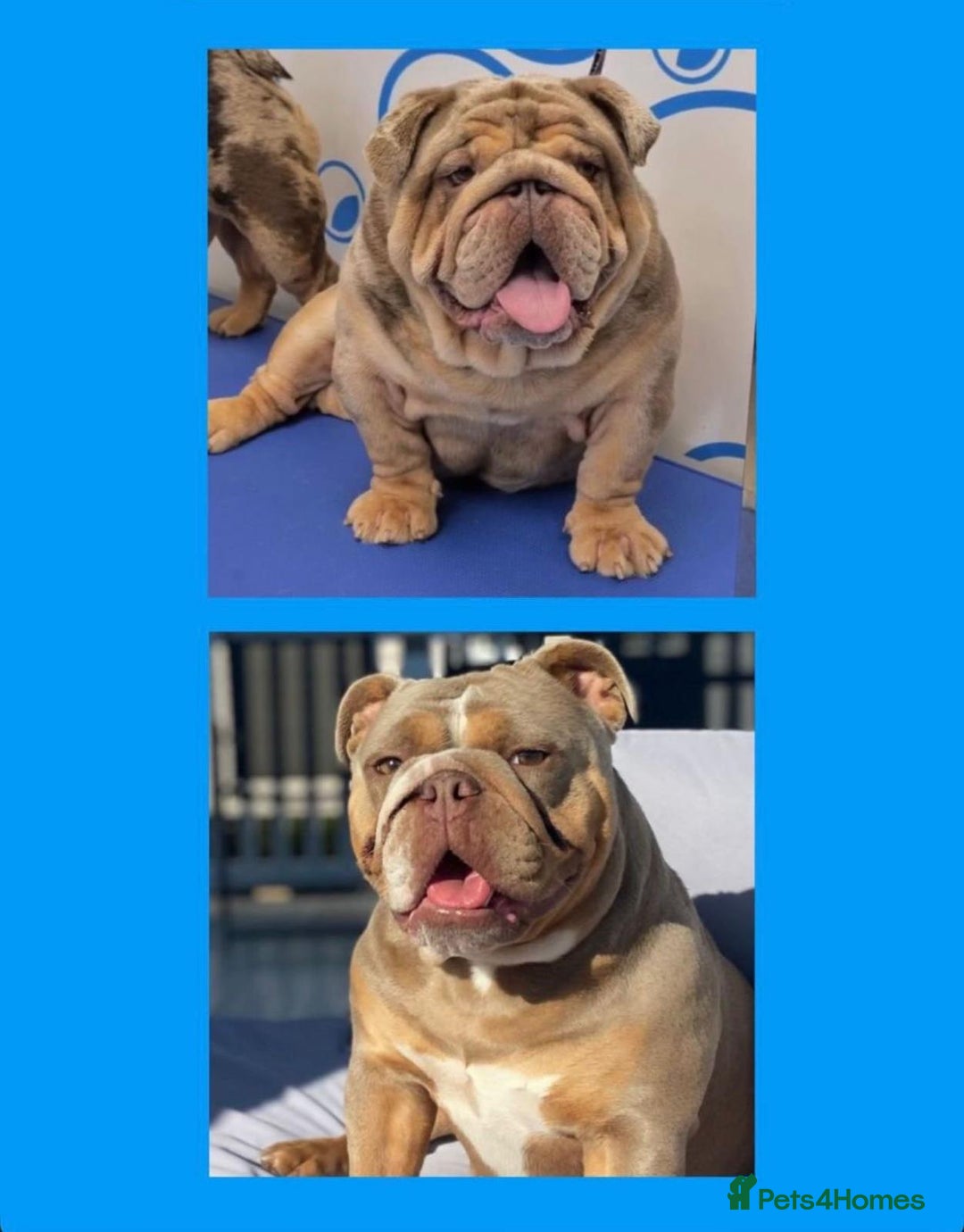 English Bulldog dogs for sale: Beautiful Female Merle English Bulldog Puppy - Advert 10