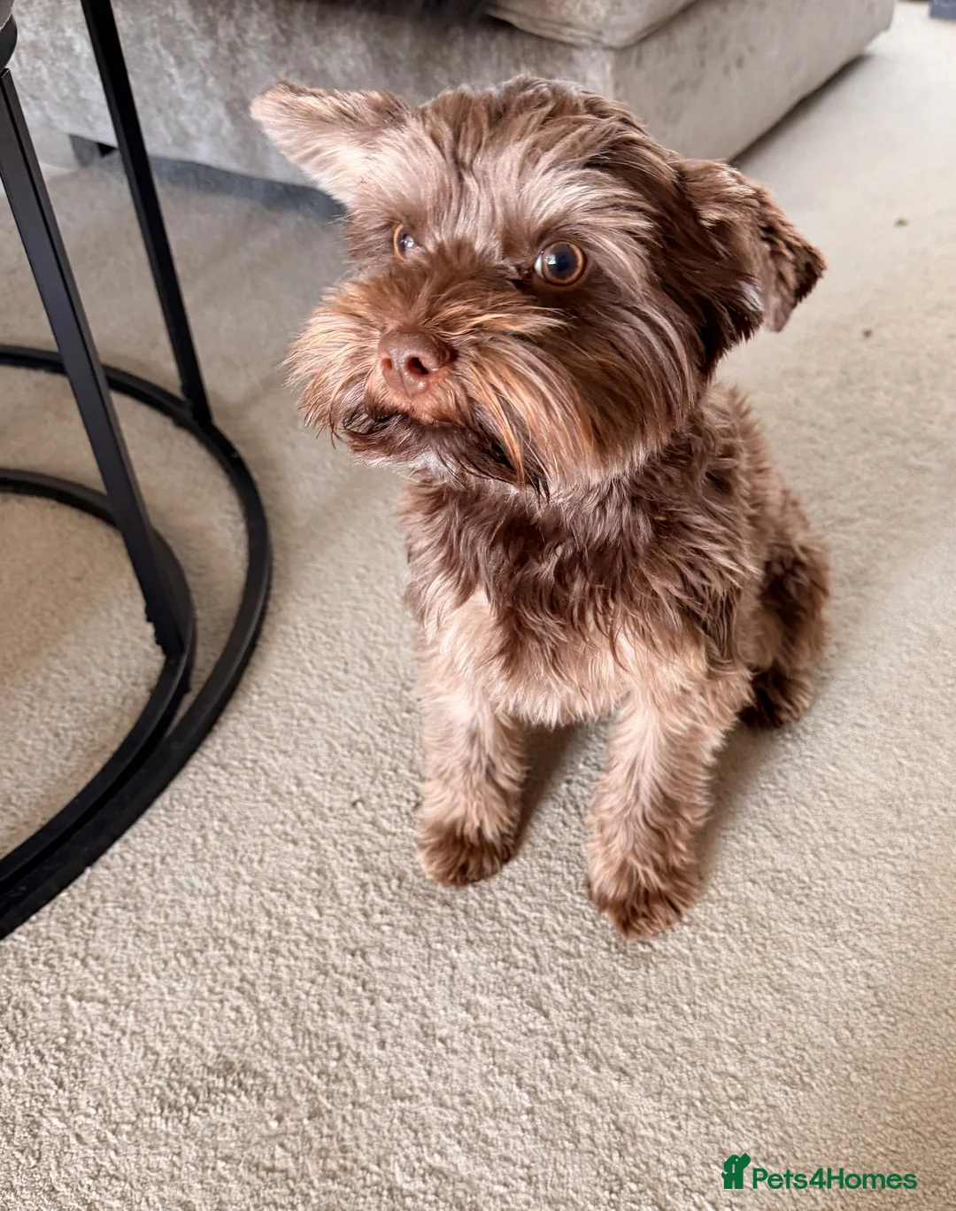 Yorkshire Terrier dogs for sale: 1 year old purebred chocolate yorkie for sale  in Hemel Hempstead - Advert 1