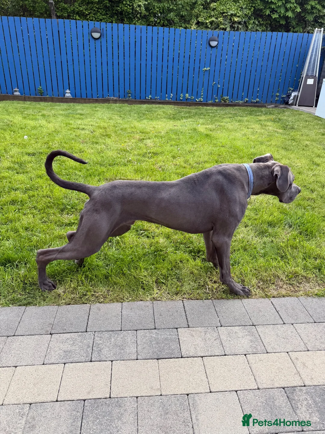 Great Dane dogs for stud: Blue Great Dane STUD in Newtownabbey - Advert 3