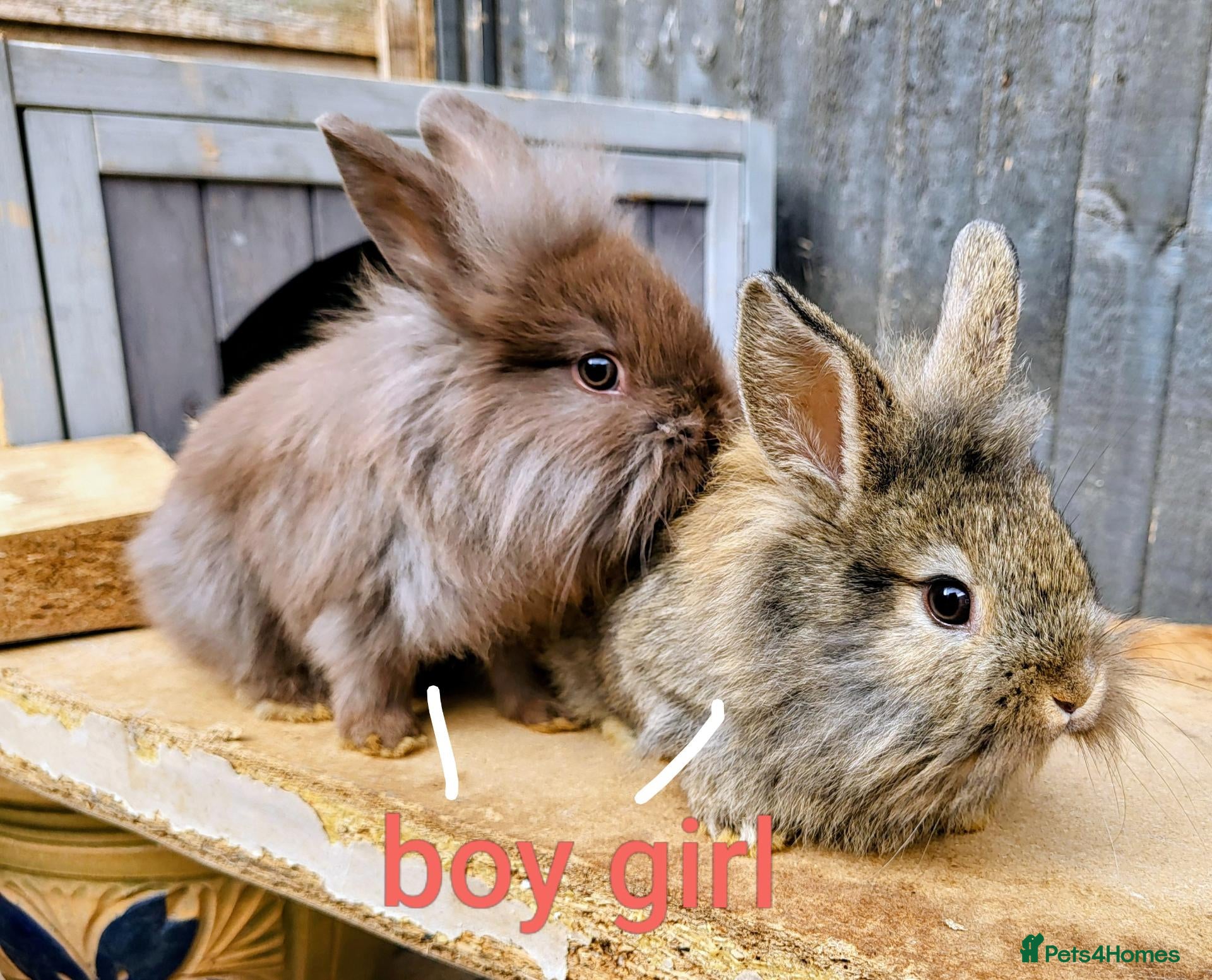 Mini Lop rabbits Mini lionlop   - Advert 12