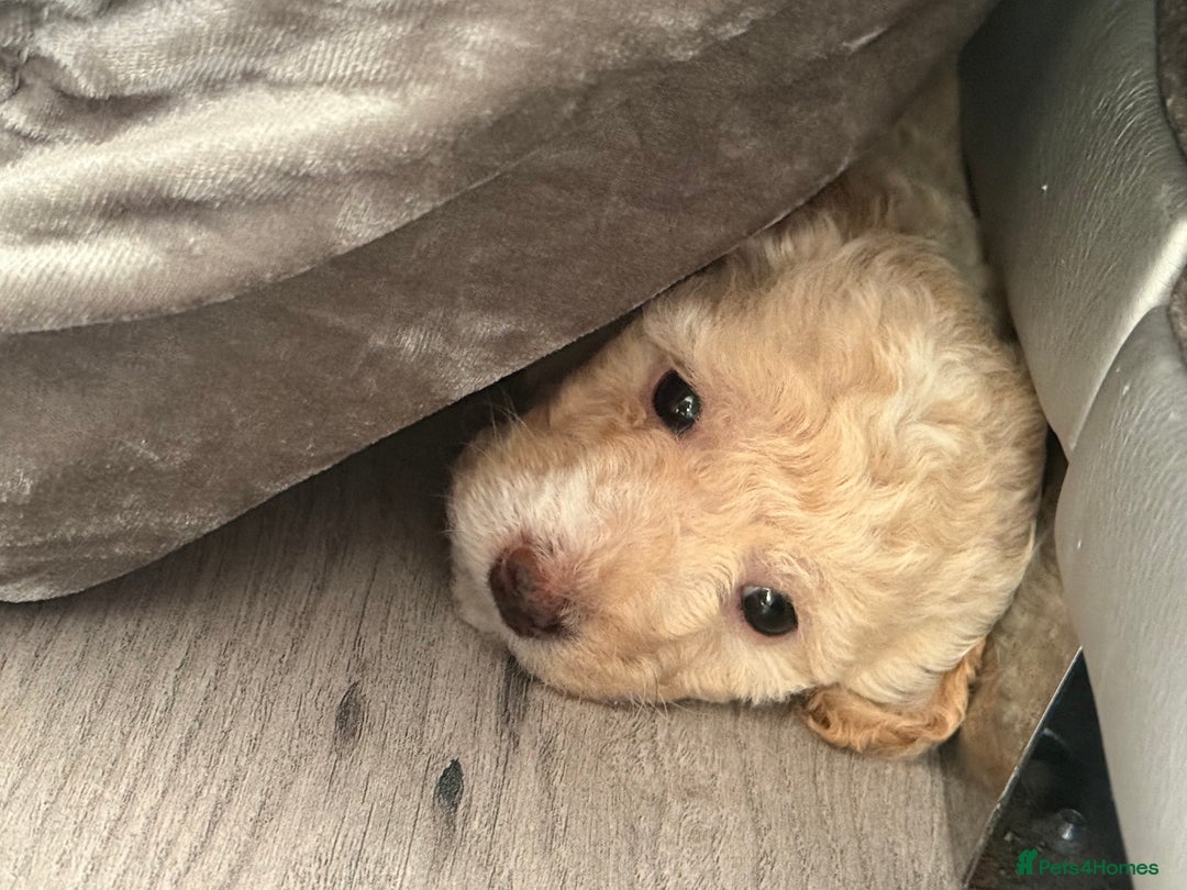 Cockapoo dogs for sale: Outstanding Toy Cockapoo pups  - Image 11