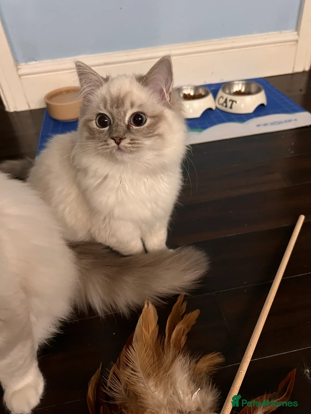 Ragdoll cats for sale: Pure breed ragdoll - Advert 6