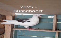 Pigeons birds for sale: Top Racers - Image 9