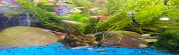 Other/Mixed Breed fish for sale: Guppies in Liverpool - Advert 10