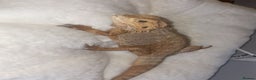 Bearded Dragon reptiles for sale: Beautiful bearded dragons  - Advert 5