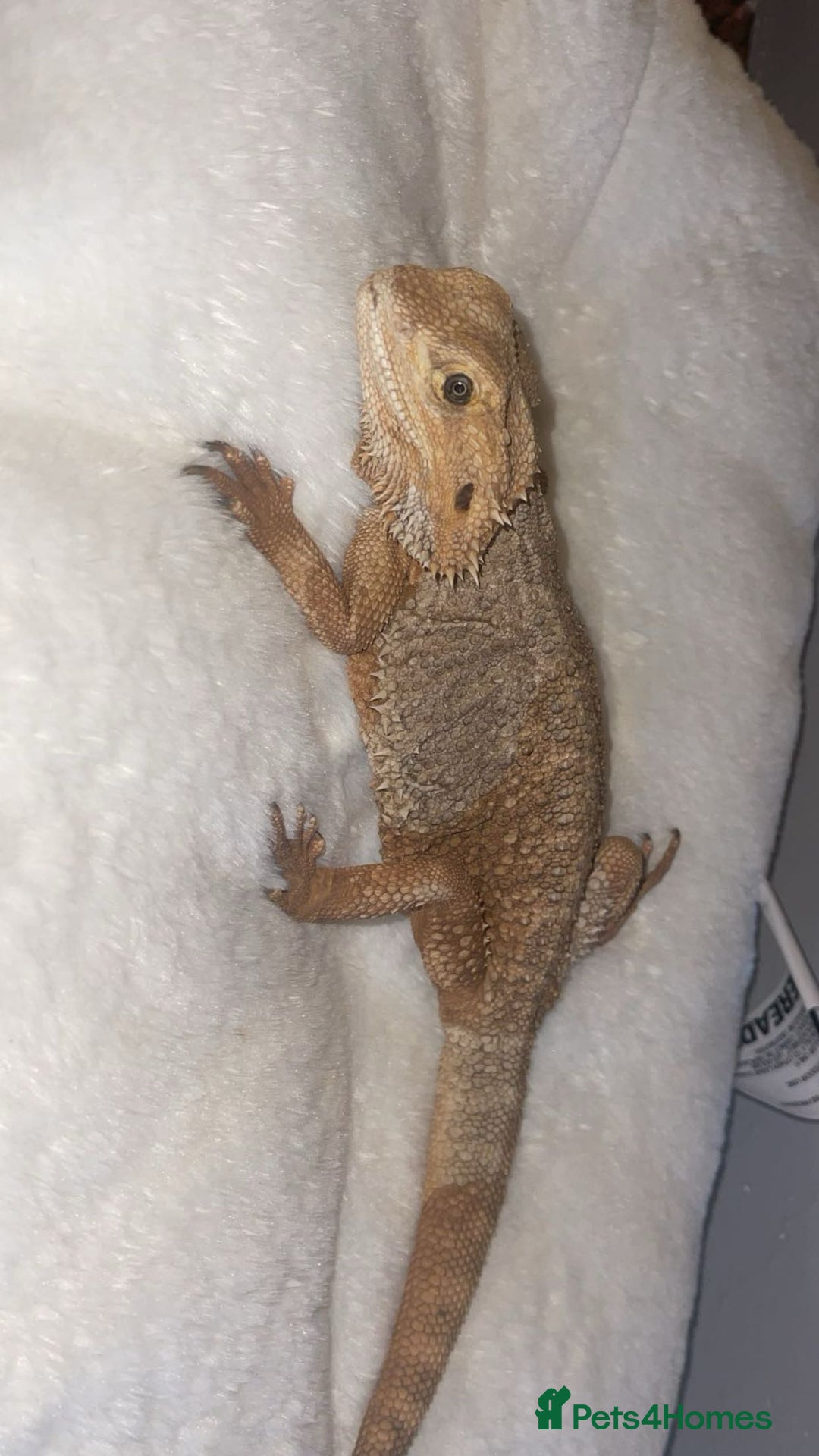 Bearded Dragon reptiles for sale: Beautiful bearded dragons  - Advert 5