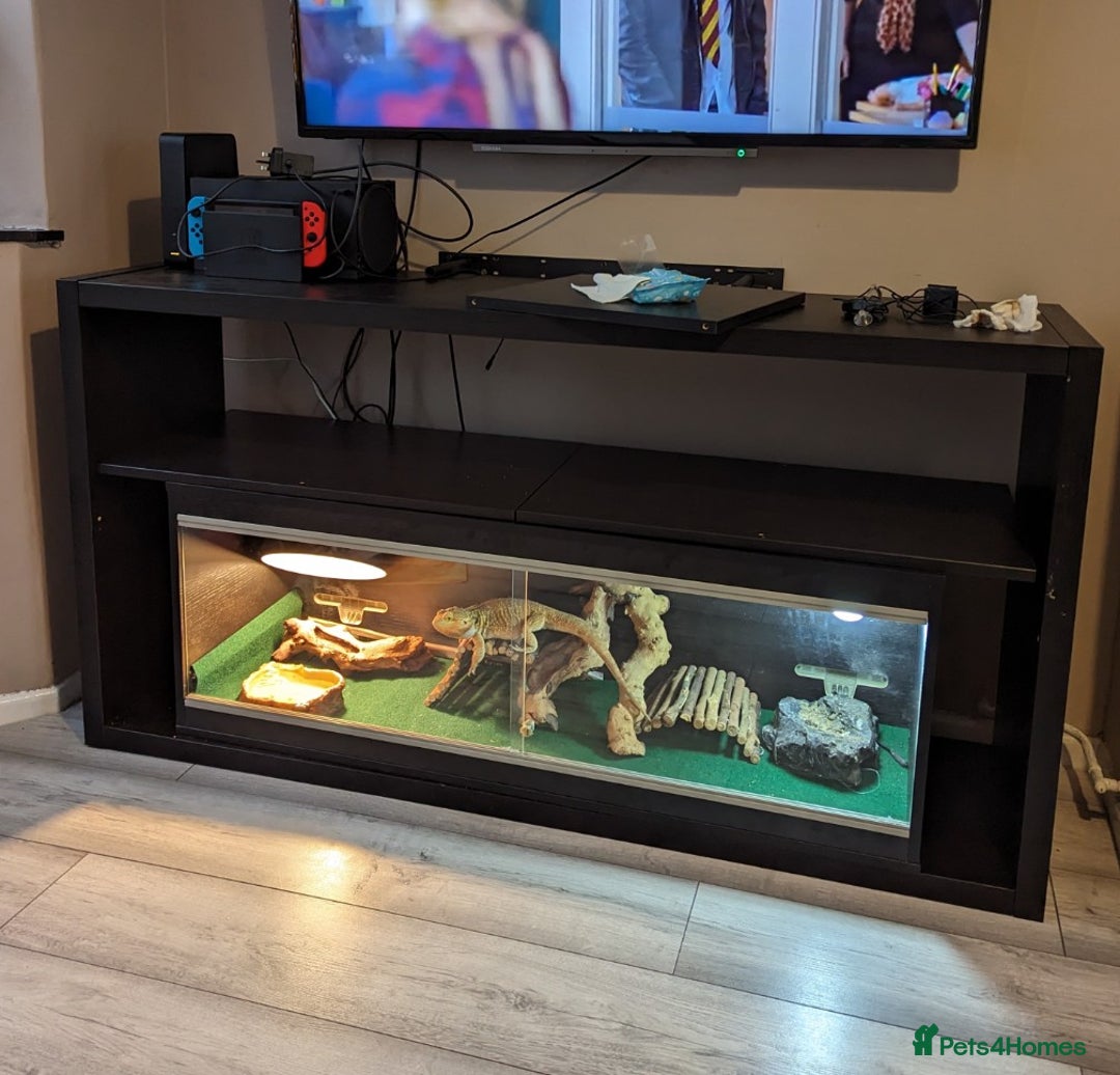 Bearded Dragon reptiles for sale: Bearded dragon & vivarium/unit  - Advert 5